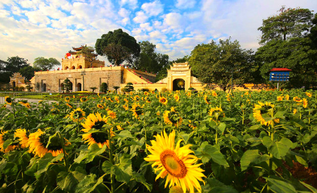 Thang Long Imperial Citadel is brilliant in front of sunflower fields