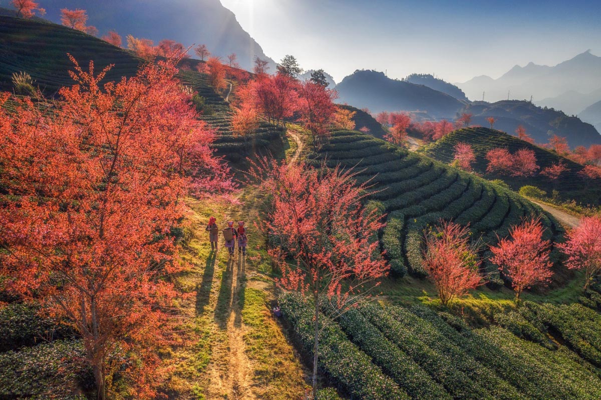 Ô Long Tea Hill in Sapa Vietnam