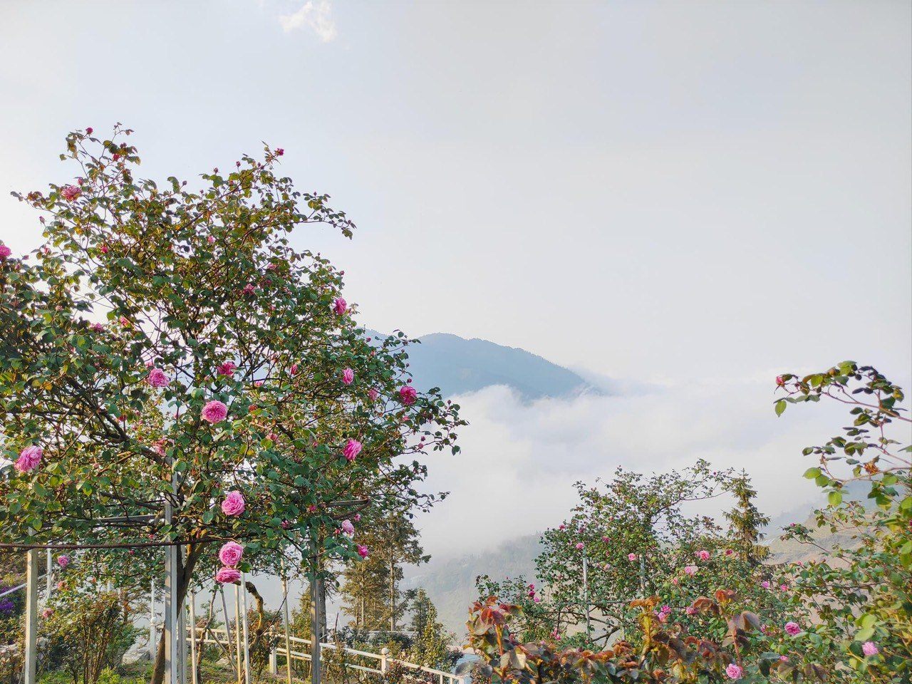 Ancient Rose Garden in Sâu Chua Sa Pa
